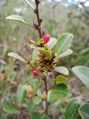 Erythroxylum campestre