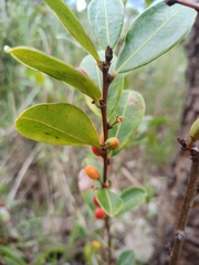 Erythroxylum campestre