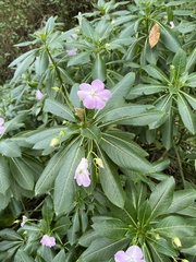 Impatiens sodenii