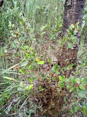 Erythroxylum campestre