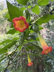 Brugmansia sanguinea