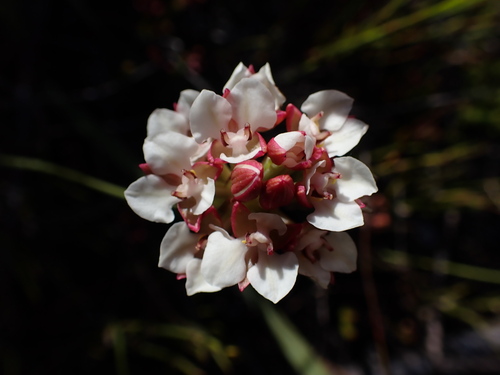 Image of Ceratandra globosa by (c) Ren Hoekstra, some rights reserved (CC BY)