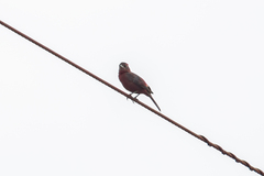 Coryphospingus cucullatus