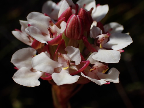 Image of Ceratandra globosa by (c) Ren Hoekstra, some rights reserved (CC BY)