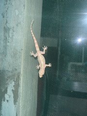 Hemidactylus mabouia