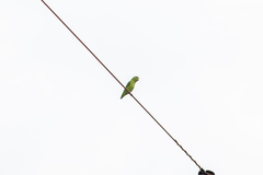 Forpus xanthopterygius