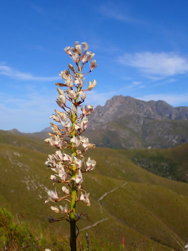 Image of Eulophia barbata by (c) Ren Hoekstra, some rights reserved (CC BY)