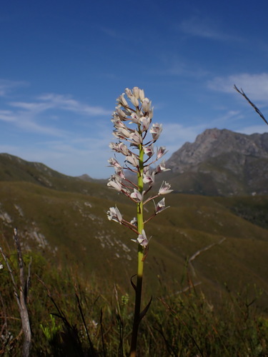 Image of Eulophia barbata by (c) Ren Hoekstra, some rights reserved (CC BY)