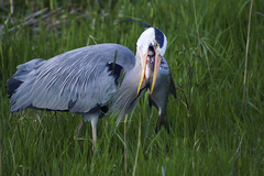 Ardea cinerea