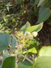 Croton ciliatoglandulifer