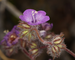 Phacelia vallis-mortae