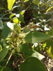 Croton ciliatoglandulifer