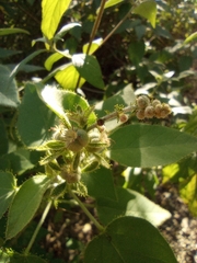 Croton ciliatoglandulifer