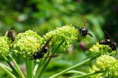 Dolichovespula arctica