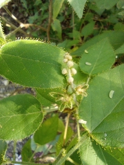 Croton ciliatoglandulifer