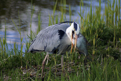 Ardea cinerea