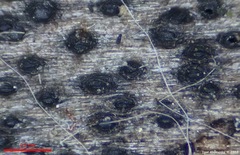 Lophiostoma
