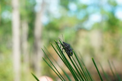 Brochymena