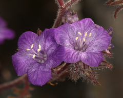 Phacelia vallis-mortae