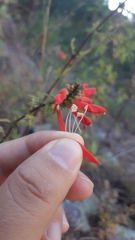 Lamourouxia multifida