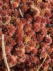 Sphagnum rubellum