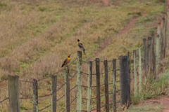 Colaptes campestris campestris