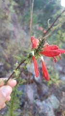 Lamourouxia multifida