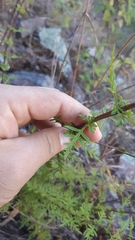 Lamourouxia multifida