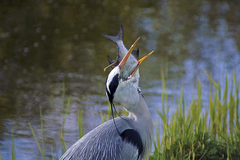 Ardea cinerea
