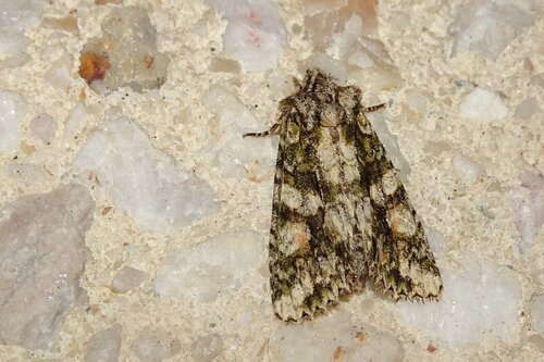 Brindled Green, photo 5 of 10