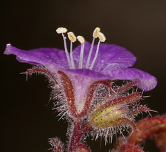 Phacelia vallis-mortae