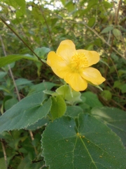 Allowissadula holosericea