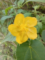 Allowissadula holosericea