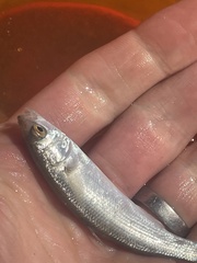 Aldrichetta forsteri