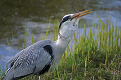 Ardea cinerea