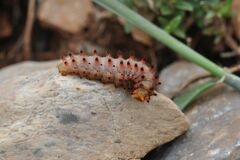 Zerynthia polyxena