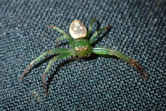 Diaea ambara