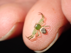 Diaea ambara