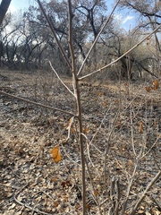 Forestiera pubescens