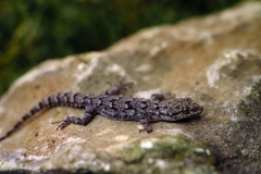 Mediodactylus kotschyi