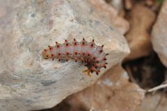 Zerynthia polyxena