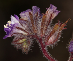 Phacelia vallis-mortae