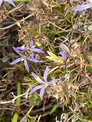Wahlenbergia subulata