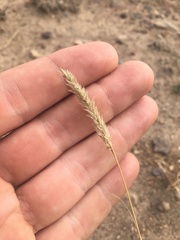 Enneapogon desvauxii