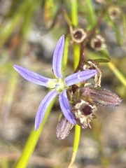 Wahlenbergia subulata