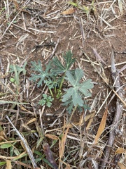 Callirhoe involucrata