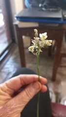 Nothoscordum gracile