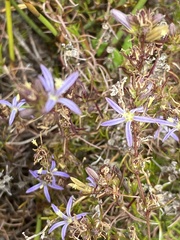 Wahlenbergia subulata