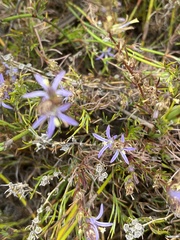 Wahlenbergia subulata