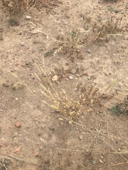 Enneapogon desvauxii